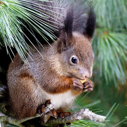 Пазл: Белочка