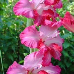 Пазл: Гладиолусы Валентины