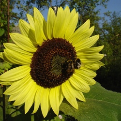 Пазл: Шмели