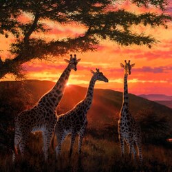 Пазл: Прощание с днём