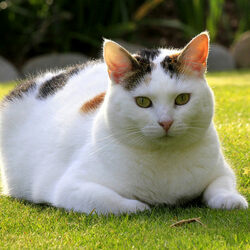 Пазл: Кошка на лужайке