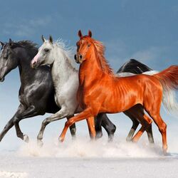 Пазл: Красавцы