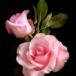 Пазл: Нежность