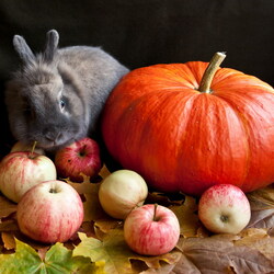Пазл: Кролик и тыква