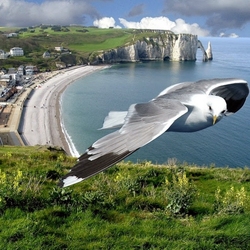 Пазл: Чайка