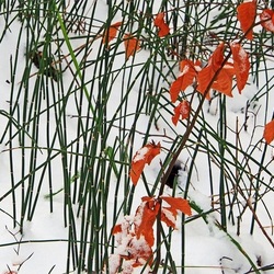 Пазл: Первый снег