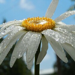 Пазл: Ромашка