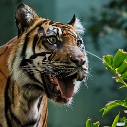 Пазл: Удивленный тигр