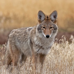 Пазл: Хитрый взгляд