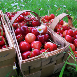Пазл: Корзиночки с черешней