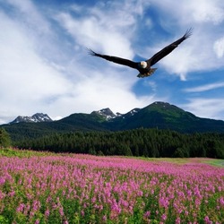 Пазл: Белоголовый орлан