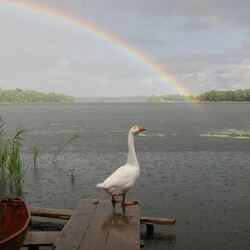 Пазл: Гусь  романтик