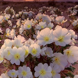 Пазл: В лучах заката