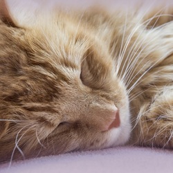 Пазл: Сладкий сон