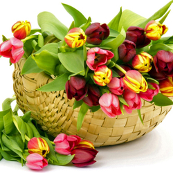 Пазл: Тюльпаны