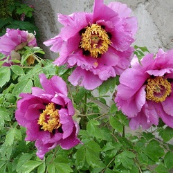 Пазл: Пионы древовидные