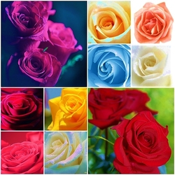 Пазл: Розы