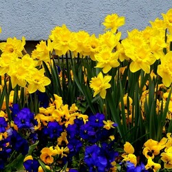 Пазл: Весеннее буйство красок