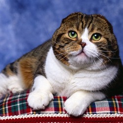 Пазл: Шотландская вислоухая кошка