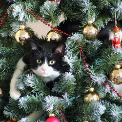 Пазл: Главное украшение ёлки