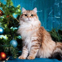 Пазл: Новогодний котик
