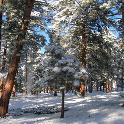 Пазл: Зимний лес