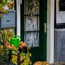 Пазл: Рыжик