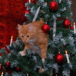 Пазл: Новогодний котик