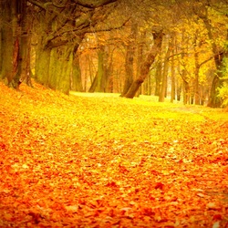 Пазл: Солнечный день осени