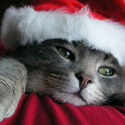 Пазл: Новогодний котик