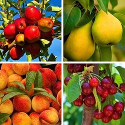 Пазл: Фруктовый сад