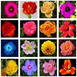 Пазл: Цветы