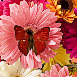 Пазл: Красная бабочка на букете цветов