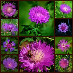 Пазл: Васильки