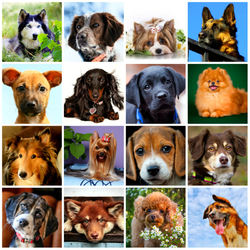 Пазл: Верные друзья