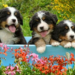 Пазл: Малыши