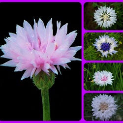 Пазл: Васильки