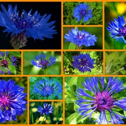 Пазл: Васильки