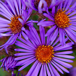 Пазл: Цветы