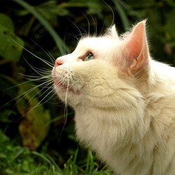 Пазл: Кошка  