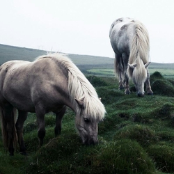 Пазл: Лошади
