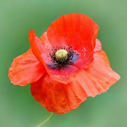 Пазл: Такой нежный и трепетный