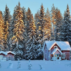 Пазл: Снежные ели