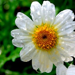 Пазл: Ромашка