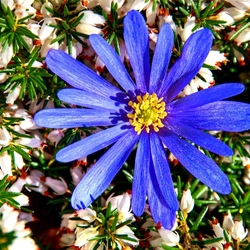 Пазл: Кусочек неба