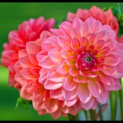 Пазл: Георгины