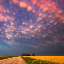 Пазл: Мамматусы