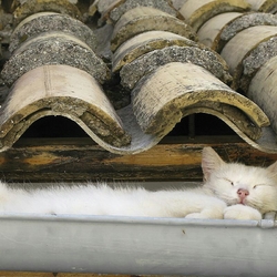 Пазл: Сладкий сон