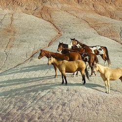Пазл: Лошади