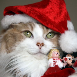 Пазл: Новогодний котик